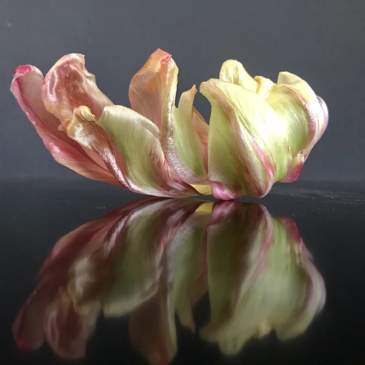 Fotografie: geöffnete Tulpenblüte mit ihrer Spiegelung auf dunkler Fläche