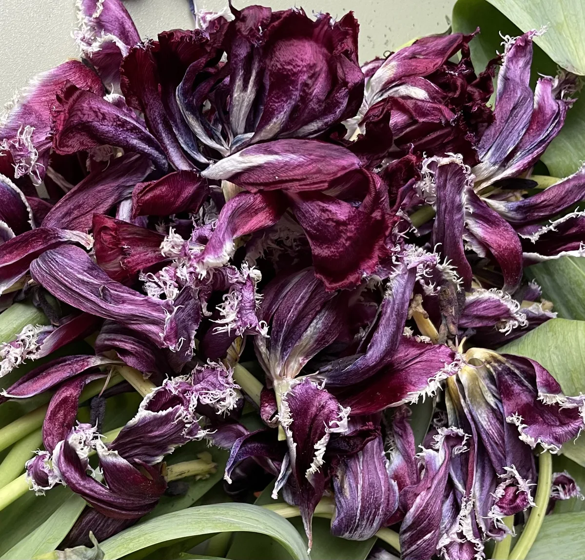 Fotografie: dichte Masse violetter, verblühender Tulpen